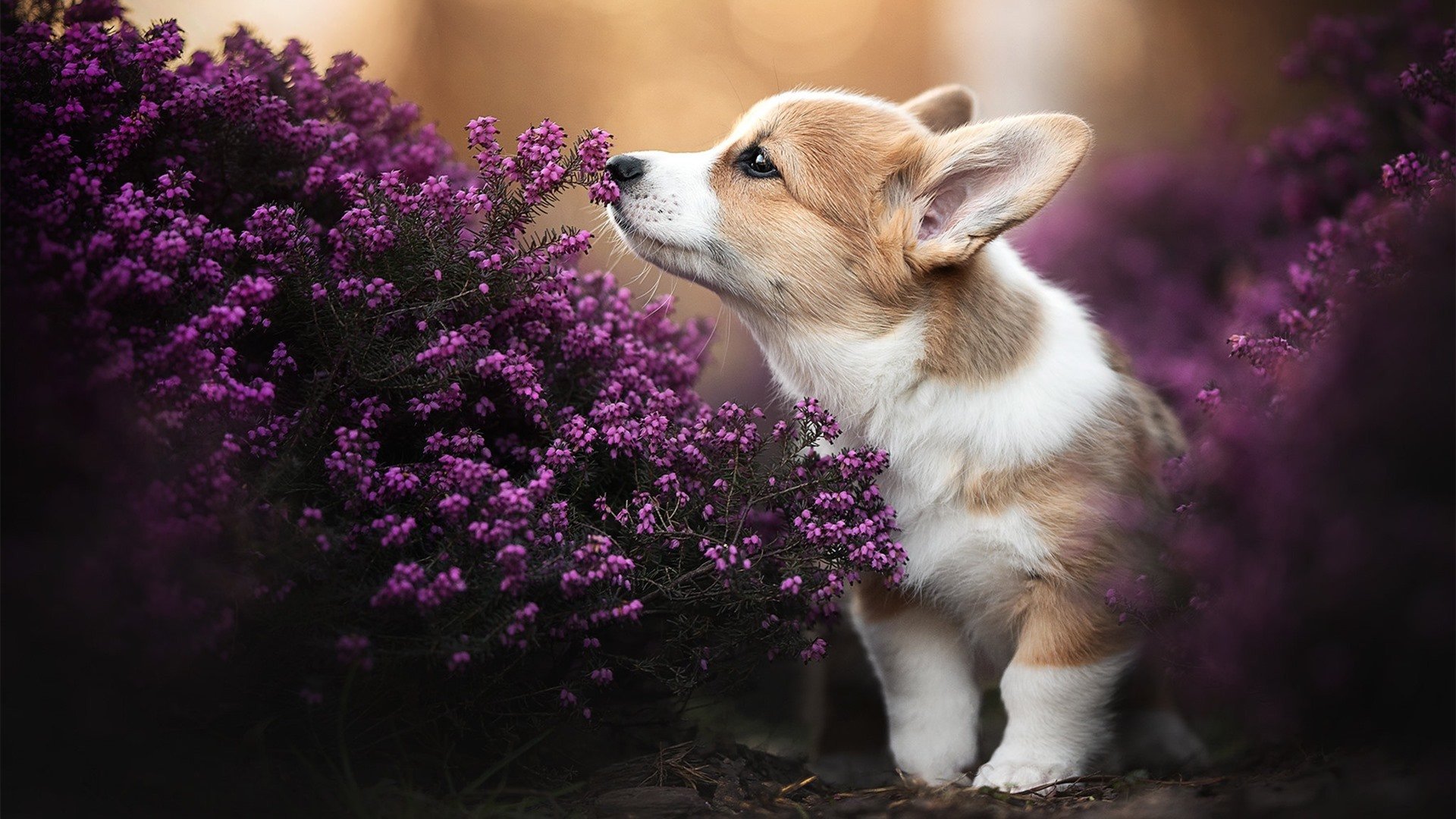 钢铁之躯与破碎防线的对话，当戈贝尔决定进攻