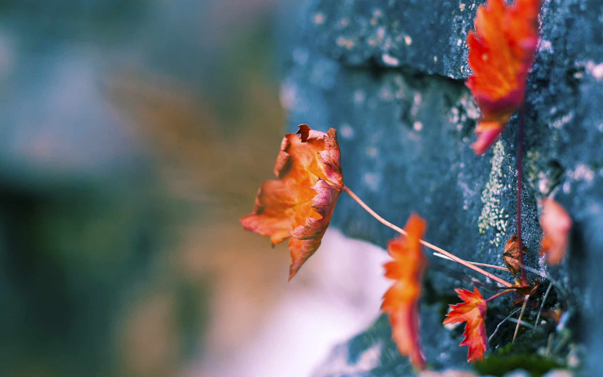 奥林匹亚前夜，当字母哥把密尔沃基染成希腊蓝