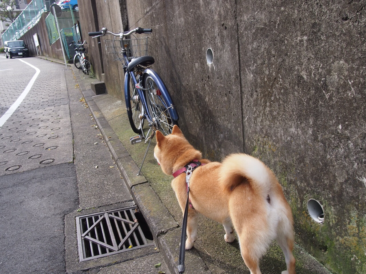 暴力拆解！步行者以血肉长城碾碎快船，爱德华兹冷血末节终成关键先生