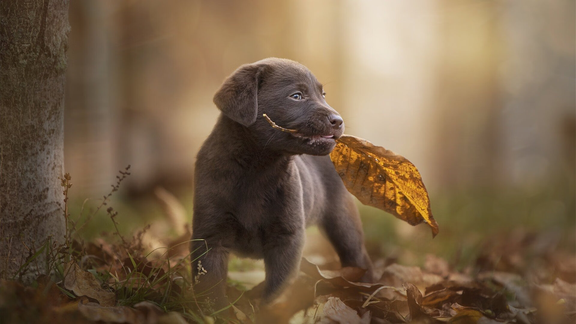 一生一梦 两座赛场，布伦森与那个唯一的2026之夜