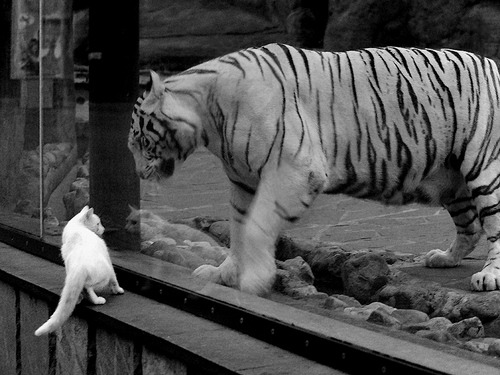 新王当立!切特冠军级表现震撼联盟,鹈鹕巅峰之战力克开拓者