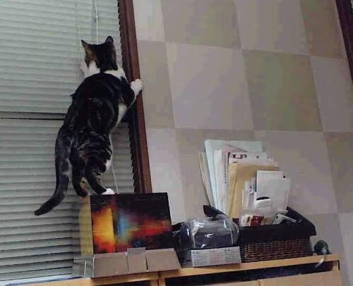 被偷走的胜利,当约基奇助攻雷霆完成逆转