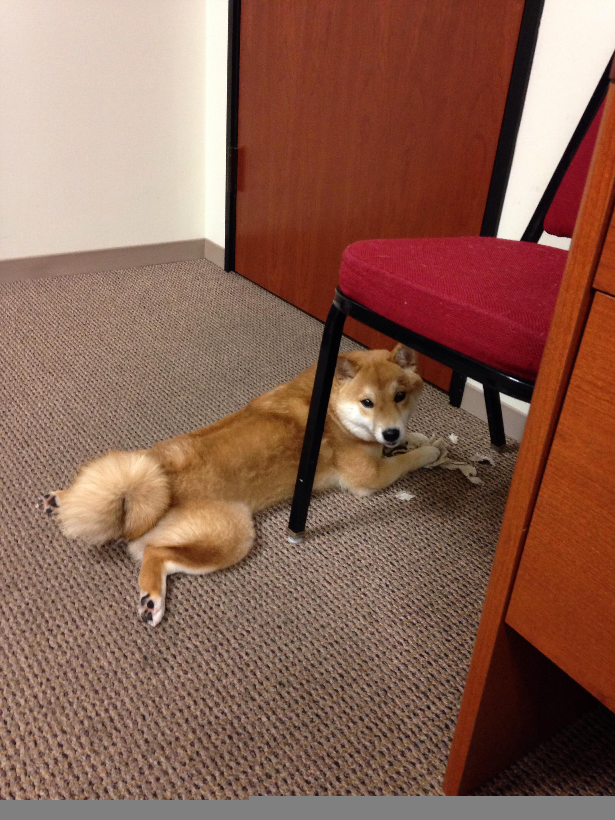 关键战中的英雄与军团—阿尔瓦雷斯的个人闪耀与尼日利亚的集体突围