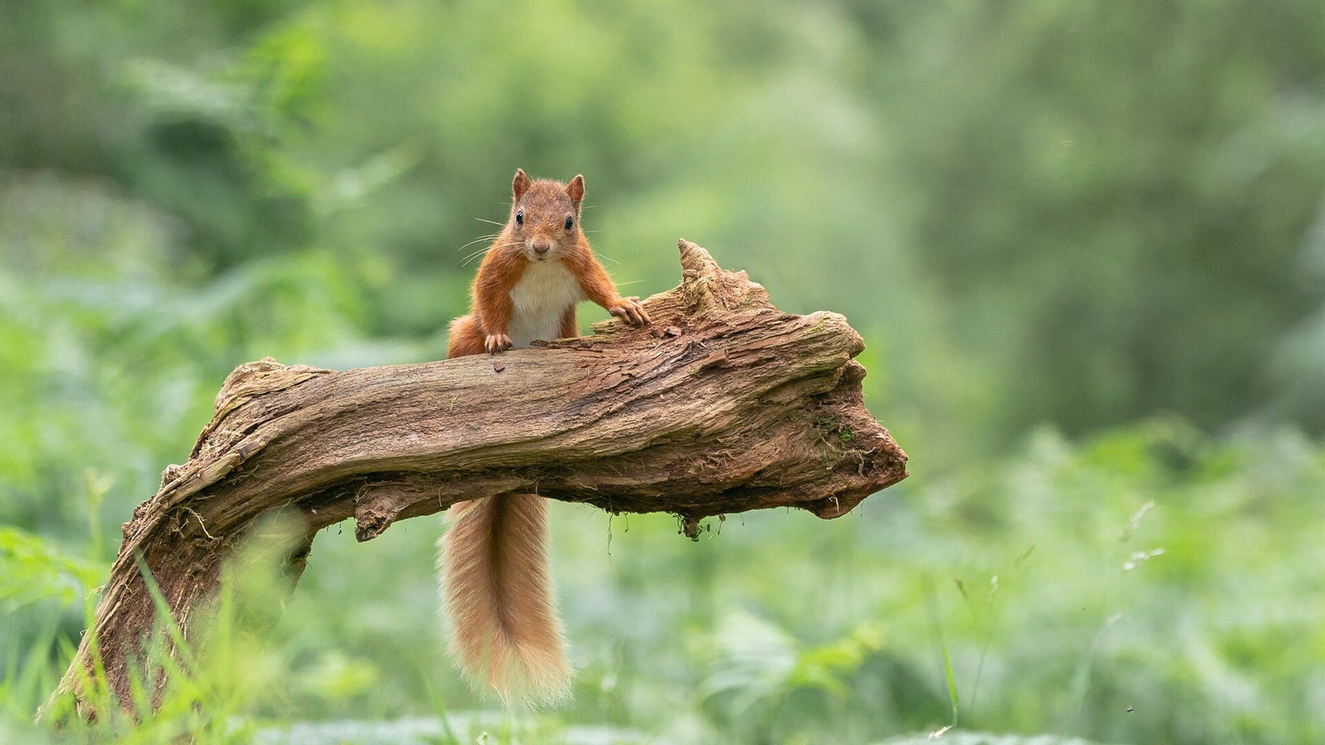 雷火电竞入驻-热火对阵雷霆？不，这是塔图姆的认知混战