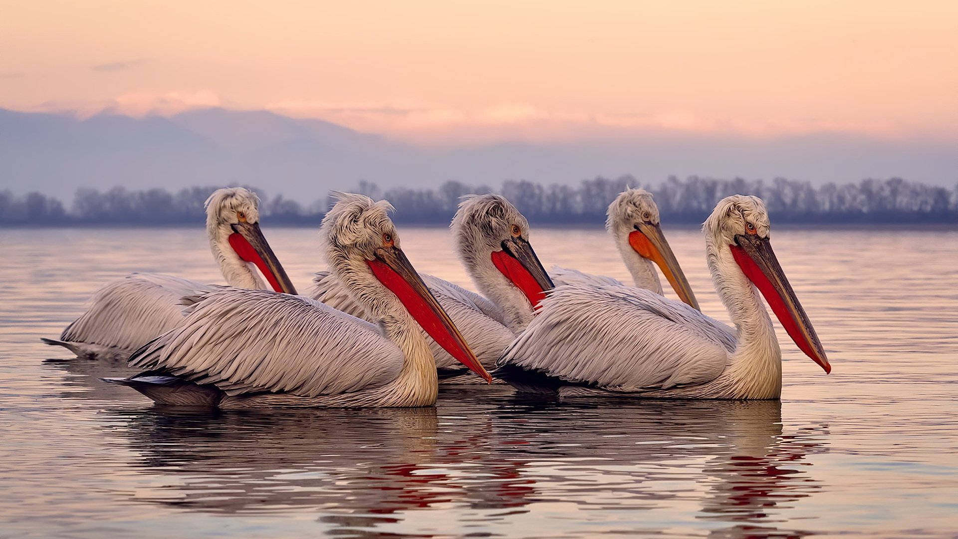 空战霸主,当老鹰撞上雄鹿,戈贝尔证明舞台越大他越坚硬如铁