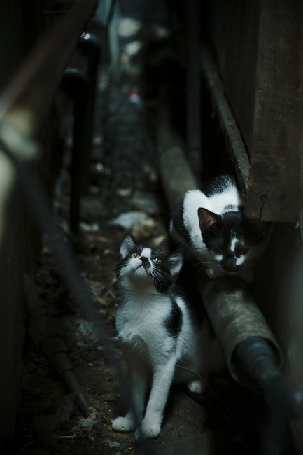 奥运关键战夜,马丁内利一锤定音